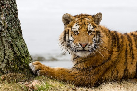 20 Tygr ussurijský
