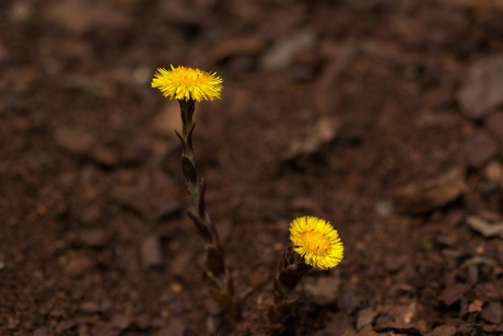 Podběl lékařský - Tussilago farfara (1)