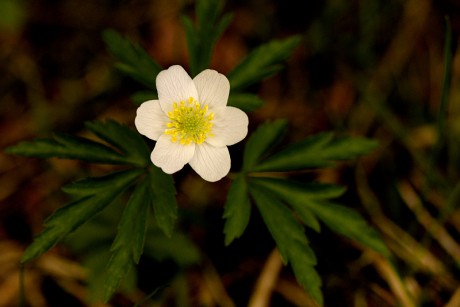 Sasanka hajní - Anemone nemorosa (1)