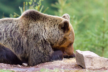 Savci - Medvěd hnědý 09