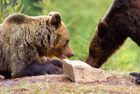 Savci - Medvěd hnědý 10