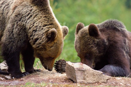 Savci - Medvěd hnědý 11