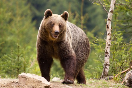 Savci - Medvěd hnědý 12