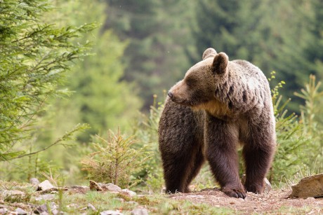 Savci - Medvěd hnědý 13