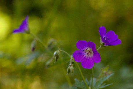 Kakost lesní - Geranium sylvaticum (2)