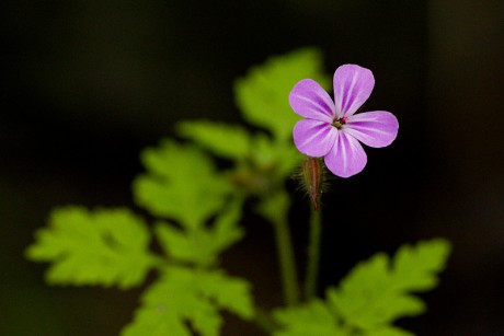 Kakost smrdutý - Geranium robertianum (1)