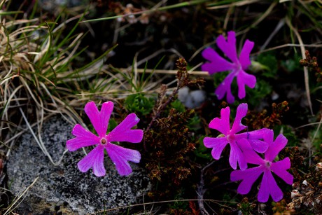 Prvosenka nejmenší - Primula minima C1 (1)