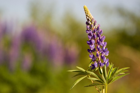 Lupina mnoholistá, vlčí bob mnoholistý - Lupinus polyphyllus (1)