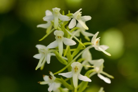 Vemeník dvoulistý - Platanthera bifolia C3 (1)