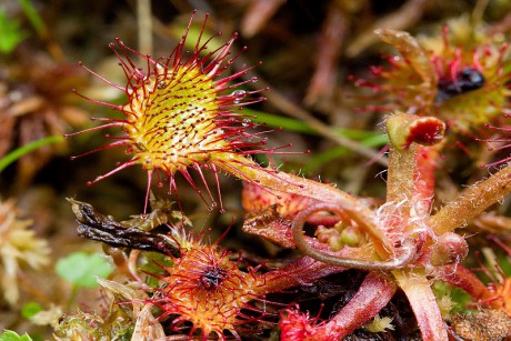 Rosnatka okrouhlolistá - Drosera rotundifolia C3 (1)