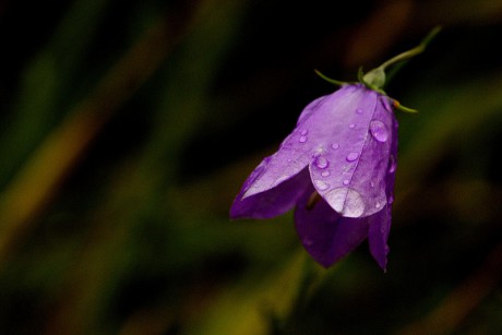 Zvonek český - Campanula bohemica C2 (1)