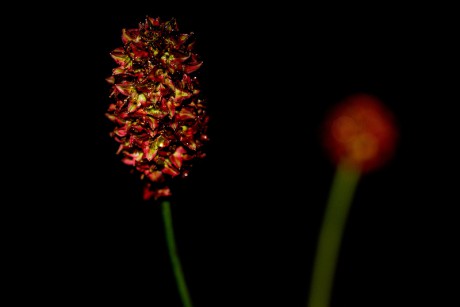 Krvavec toten - Sanguisorba officinalis (1)