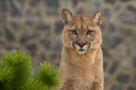 189 Puma americká