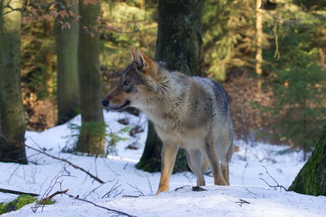 03 Vlk obecný (eurasijský)