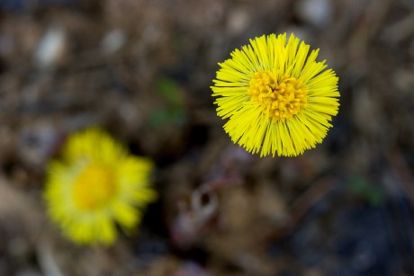 Podběl lékařský - Tussilago farfara (2)