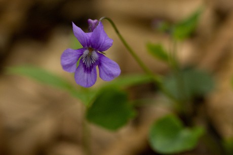 Violka lesní - Viola reichenbachiana (1)