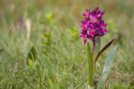 Prstnatec bezový - Dactylorhiza sambucina C2 (01)