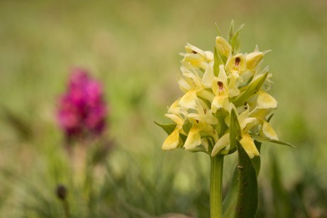 Prstnatec bezový - Dactylorhiza sambucina C2 (03)