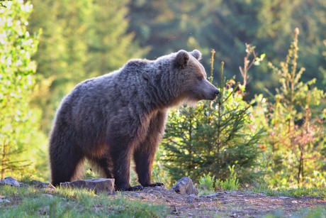 Savci - Medvěd hnědý 17