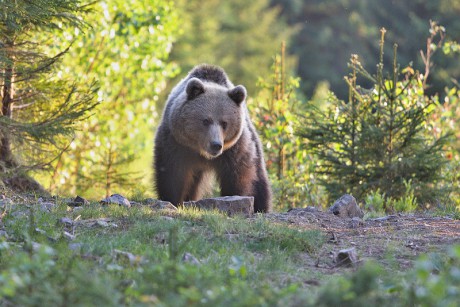 Savci - Medvěd hnědý 18
