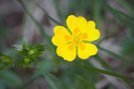 Mochna zlatá - Potentilla aurea C3 (1)