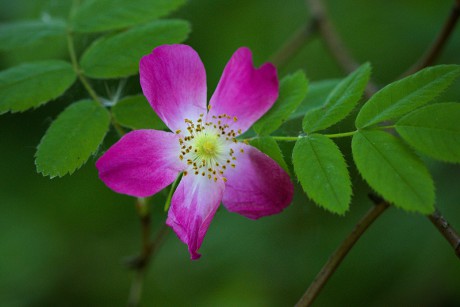 Růže převislá - Rosa pendulina (1)