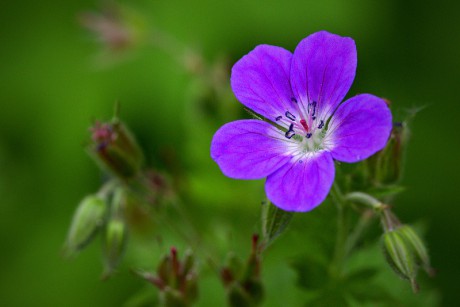 Kakost lesní - Geranium sylvaticum (3)