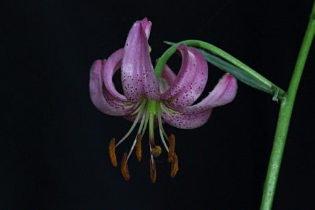 Lilie zlatohlavá - Lilium martagon C4 (3)
