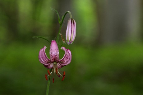 Lilie zlatohlavá - Lilium martagon C4 (2)