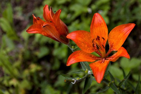 Lilie cibulkonosná - Lilium bulbiferum C2 (1)