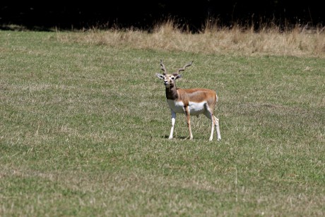 202 Antilopa jelení