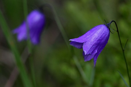 Zvonek český - Campanula bohemica C2 (2)