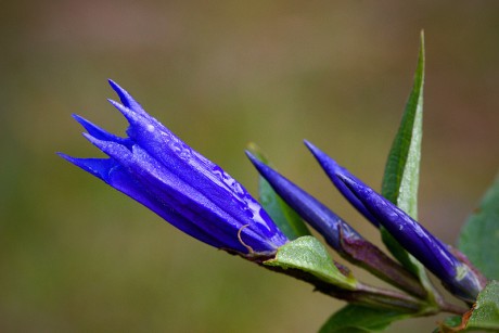 Hořec tolitovitý - Gentiana asclepiadea C3 (1)