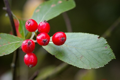 Jeřáb sudetský - Sorbus sudetica C1 (1)