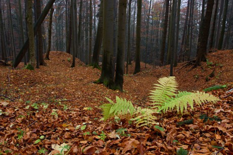 37 Sklenářovice - Bartův les
