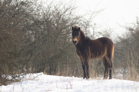 13 Divoký kůň - Exmoorský pony