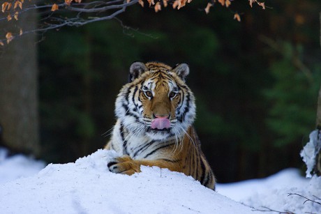 10 Tygr ussurijský