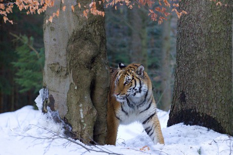 13 Tygr ussurijský