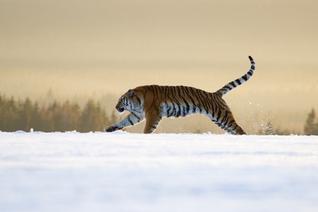 14 Tygr ussurijský