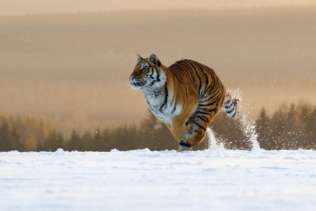 17 Tygr ussurijský