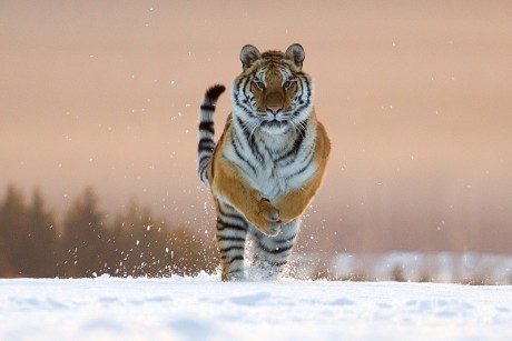 18 Tygr ussurijský