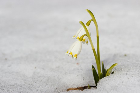 Bledule jarní - Leucojum vernum C3 (2)