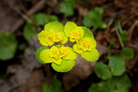 Mokrýš střídavolistý - Chrysosplenium alternifolium (1)