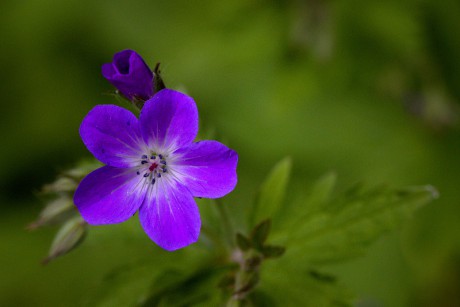 Kakost lesní - Geranium sylvaticum (4)