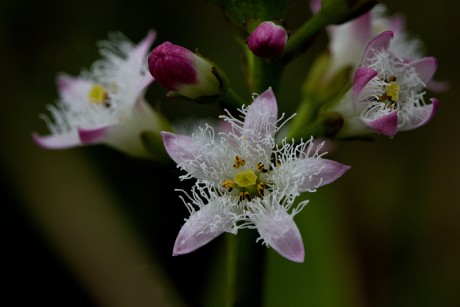 Vachta trojlistá - Menyanthes trifoliata C3 (2)