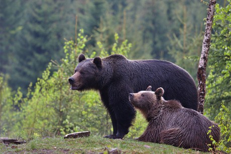 Savci - Medvěd hnědý 19