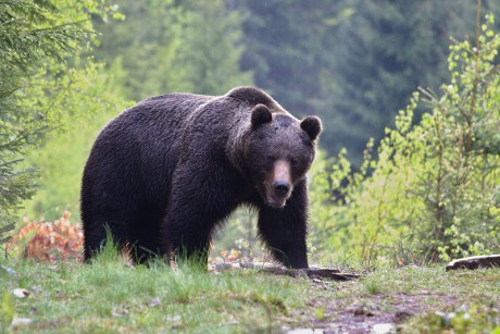 Savci - Medvěd hnědý 21