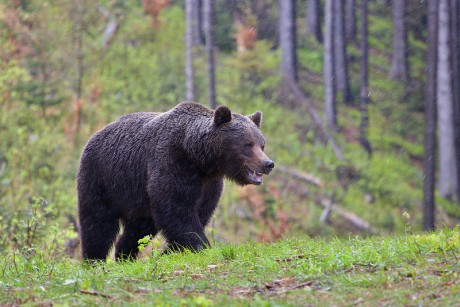 Savci - Medvěd hnědý 22
