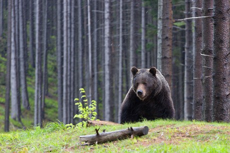 Savci - Medvěd hnědý 23