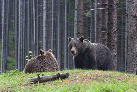 Savci - Medvěd hnědý 24
